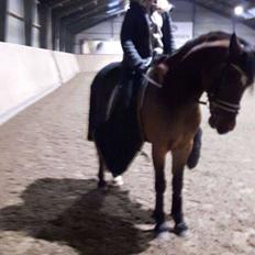 Anden særlig race Saginex