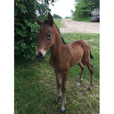 Dansk Varmblod Manifique Ax