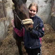 Dansk Varmblod Manifique Ax