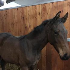 Dansk Varmblod Manifique Ax