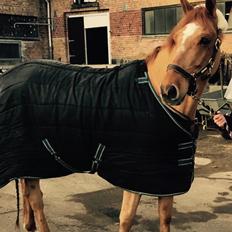 DSP Nørlunds el montana