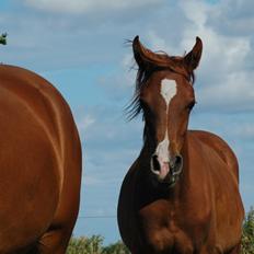 Arabisk fuldblod (OX) Farani el Azraff