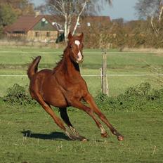 Arabisk fuldblod (OX) Farani el Azraff