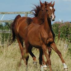 Arabisk fuldblod (OX) Farani el Azraff