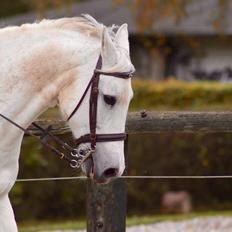 Hollandsk Varmblod V. P. Hestia