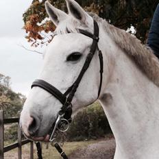 Hollandsk Varmblod V. P. Hestia