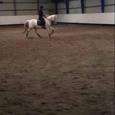 Hollandsk Varmblod V. P. Hestia