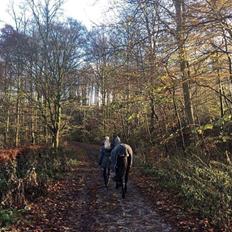 Welsh Partbred (Sec F) Tabaluga 167