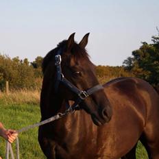 Welsh Partbred (Sec F) Tabaluga 167