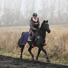 Welsh Partbred (Sec F) Tabaluga 167