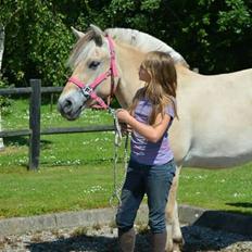Fjordhest Gaja Kvistgaard