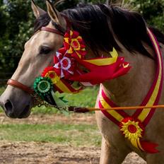 Pura Raza Española Pascual MAR