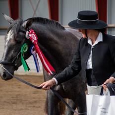 Pura Raza Española Rohans Melian