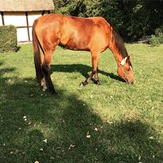 Anden særlig race Well Done (Donna)