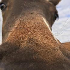 Welsh Partbred (Sec F) Midnight's Manilla