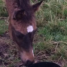 Welsh Partbred (Sec F) Midnight's Manilla