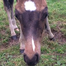 Welsh Partbred (Sec F) Midnight's Manilla