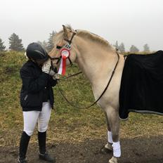 Fjordhest Rendegårdens Picasso ~ Casser ~