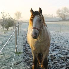 Irish Cob Nydals Sir Winston