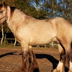 Irish Cob Nydals Sir Winston
