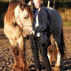 Irish Cob Nydals Sir Winston