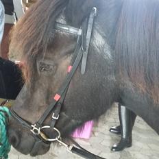 Islænder Hóvie efterskole hest (tidligere part)