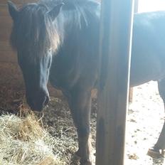Islænder Hóvie efterskole hest (tidligere part)
