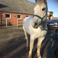 Connemara Nygaards kasper