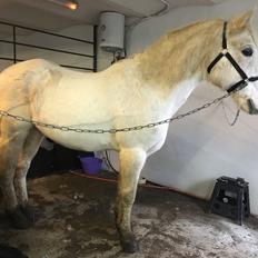 Connemara Nygaards kasper