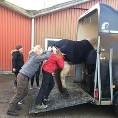 Connemara Nygaards kasper