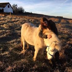 Anden særlig race Frodo