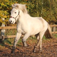 Islænder Bruni fra Hedebo