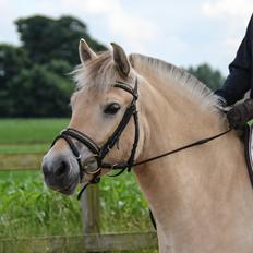 Fjordhest Pilegårdens Celuca aka. Lillehun