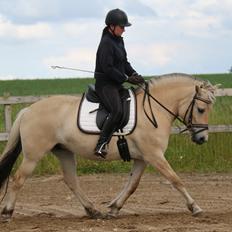 Fjordhest Pilegårdens Celuca aka. Lillehun