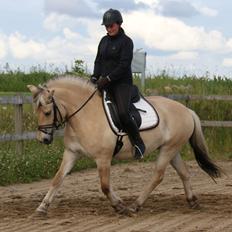 Fjordhest Pilegårdens Celuca aka. Lillehun