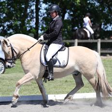 Fjordhest Pilegårdens Sesam aka. Lillehan (Solgt)