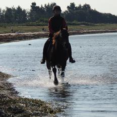 Anden særlig race Oscar - Ossie <3 - SOLGT
