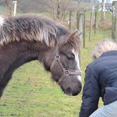 Anden særlig race Milky Slice - SOLGT