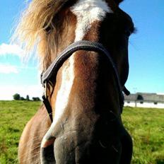 Anden særlig race Knass 