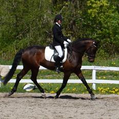 Holstener katrinebjergs Cosmo