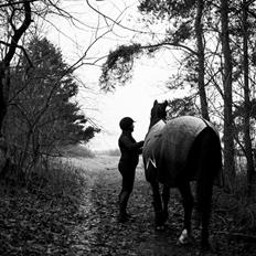 Dansk Varmblod Shadow 