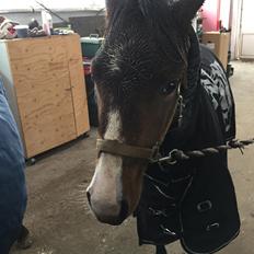 Welsh Partbred (Sec F) Swf's pippi * SOLGT*