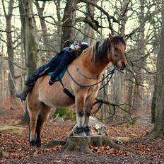 Anden særlig race Cokko