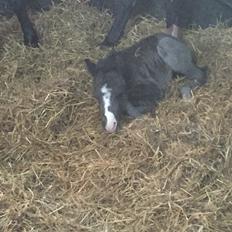 Welsh Partbred (Sec F)  SOLGT*    Swf's jesmina