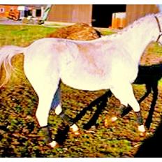 Welsh Pony (sec B) Ariel