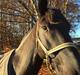 Oldenborg Balder