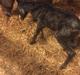 Welsh Partbred (Sec F)  SOLGT*    Swf's jesmina