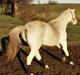 Welsh Pony (sec B) Ariel