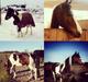 Pinto Rubingaardens Cleopathra