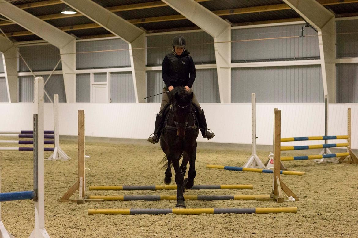 Dansk Varmblod Sieg zack billede 13